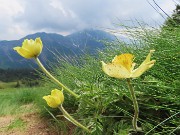 76 Pulsatilla alpina sulphurea con vista verso il Menna